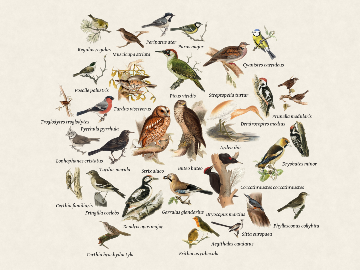 Birds seen recently